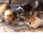Cat AreAwsome