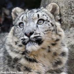 .SNOW LEOPARD CULT.