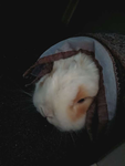 I Adore Bunnies!