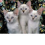 the love cats!
