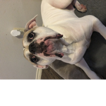 TobyWoby