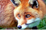 Fred the fox group