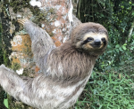THE SLOTHY CREW