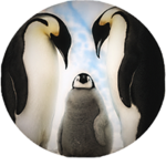 Penguins lovers group