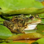 The Grand Frog Empire