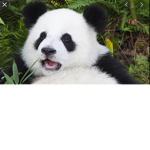 Panda squad ayy!