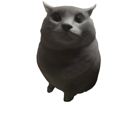 Fat cute cat on head