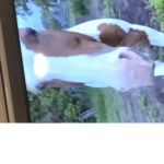 {[OMG HORSE’S]}