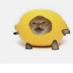 My little lemon cat group