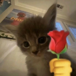 Cat's Wonderland