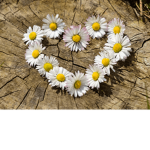 DA1S1ES
