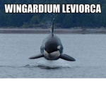 The Whale Squadx