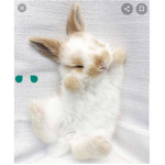 Bunnys only group
