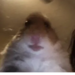 hamster cult only!?!