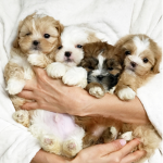 puppy luverz