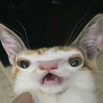 stront