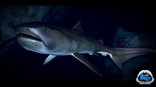 🦈 SETTIMANA DEGLI SQUALI 🦈 | 🐠 LA SCARPA 🐠 