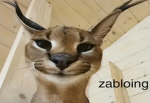 Cat group2457