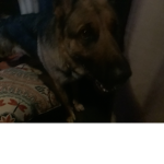 Phoeber dog