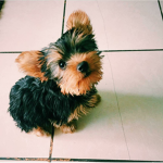 Misty_the_dog