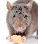 ≫The Rat Fam≪