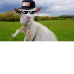 coolest bro