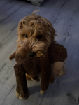 bailey fanclub
