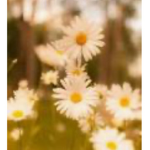Free For all our Daises