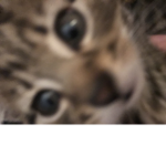 My_cats_are_cute