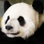 Panda-Studios