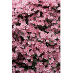 Petals -n-