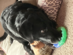 Puppys Are The Best!!!