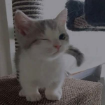 fwendos UwU