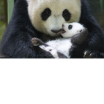 Groupes panda
