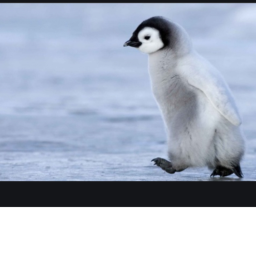 Team panda join me plsssssssssssssssssssssssssssss