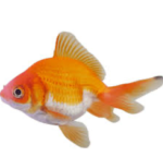 The fish group!!! yes