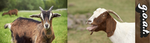 GOATS AND GOATS