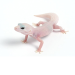 geckos fan squad