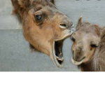 Die coolsten Amq