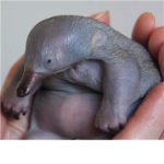 beby echidnas