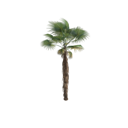 Palm 1