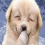 고 냥 이