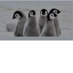 Aimee_penguingirl