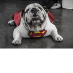 los super perritos *BC Requerido*