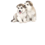 husky dog army Group