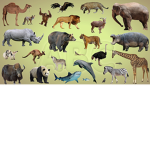 HUMANS/ANIMALS HOME GROUP