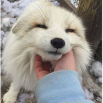 мιℓк