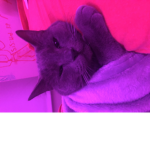 +Cat group+