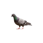 the pigeons playground