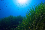 Oceanica Foundation
